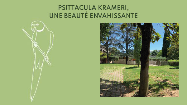 07 - La perruche à collier